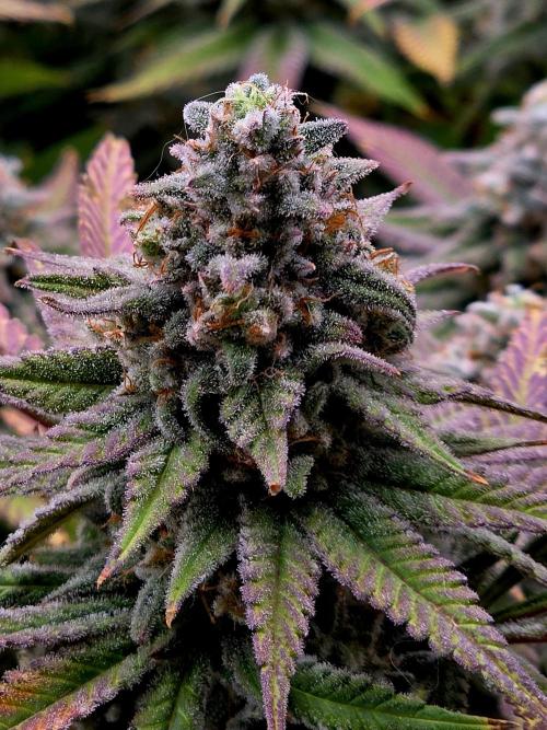 Pineapple Express. Week 16