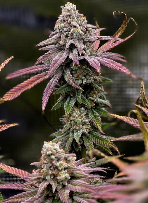 Pineapple Express. Week 16