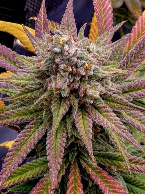 Pineapple Express. Week 16