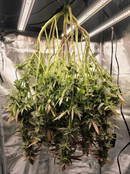 Pineapple Express. Week 17