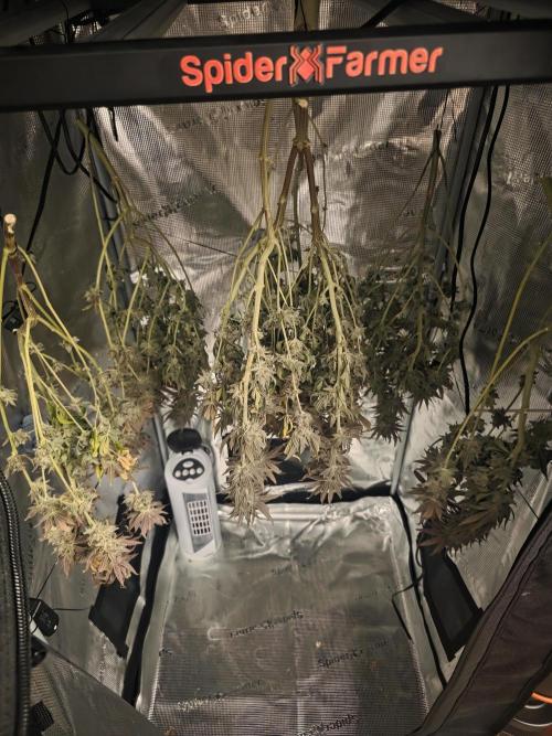 Pineapple Express. Week 17