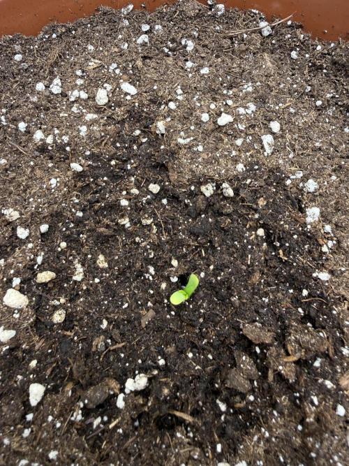 My first indoor grow. Week 0 - 23.2.2026 2:04