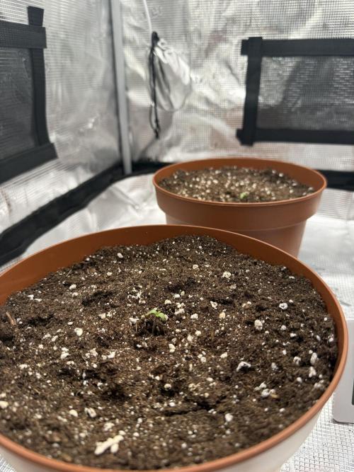 My first indoor grow. Week 0 - 24.2.2026 18:05