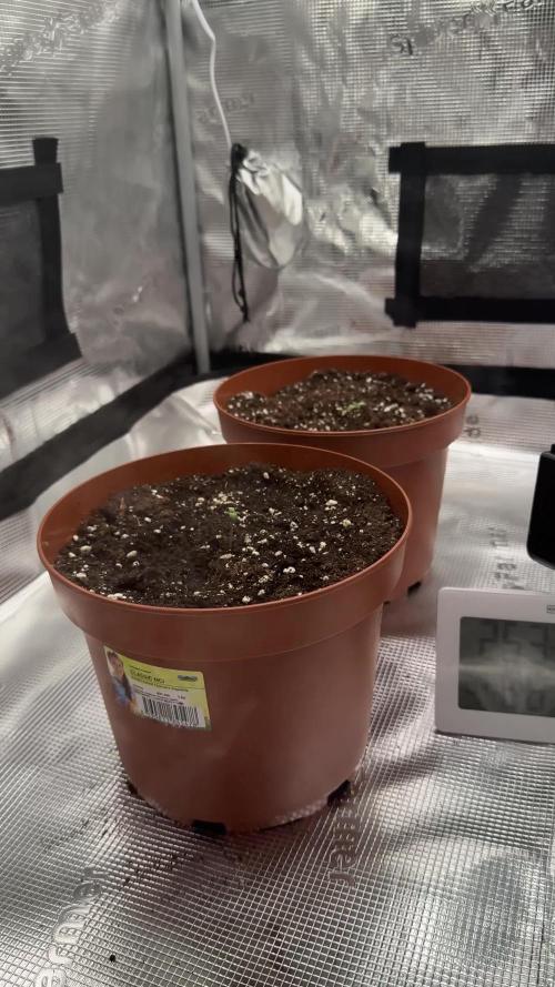 My first indoor grow