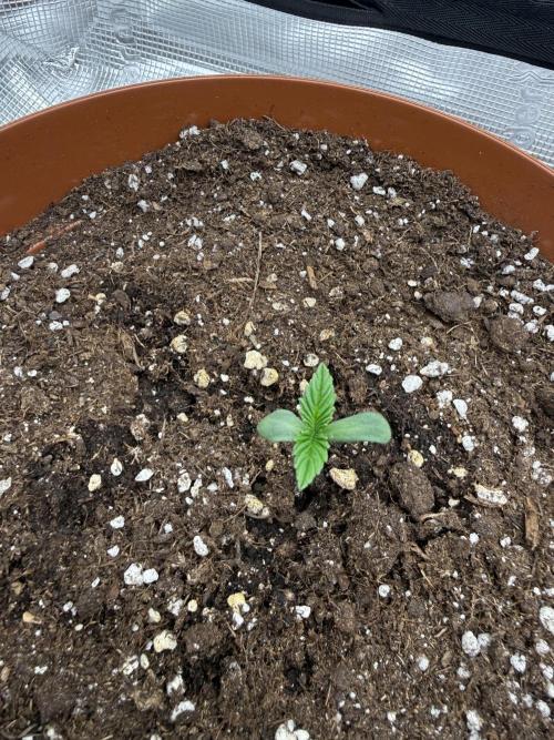 My first indoor grow. Week 0 - 26.2.2026 11:46
