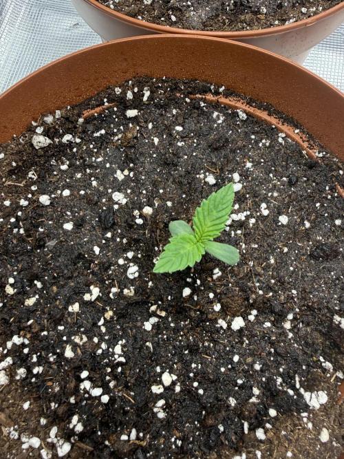 My first indoor grow. Week 0 - 27.2.2026 18:02