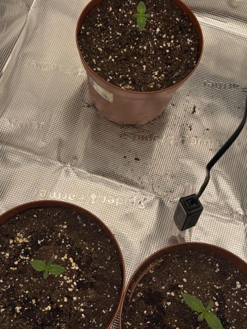 My first indoor grow. Week 0 - 28.2.2026 20:31
