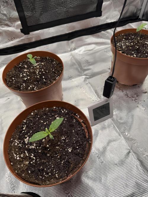 My first indoor grow. Week 0 - 1.3.2026 18:48