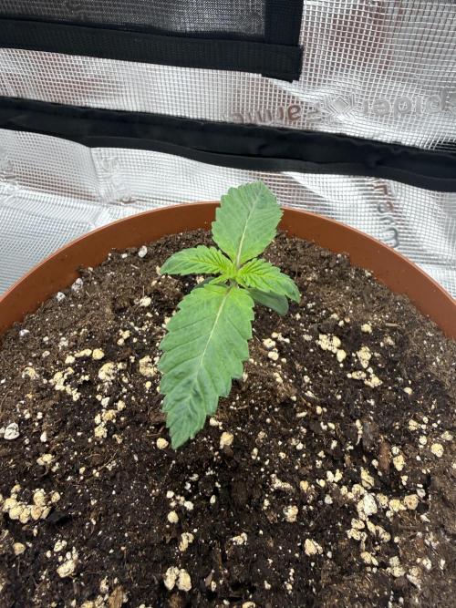 My first indoor grow. Week 1 - 2.3.2026 20:41