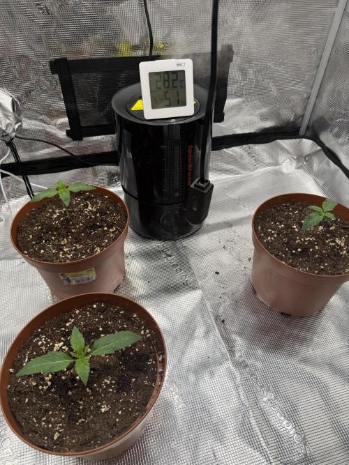 My first indoor grow. Week 1 - 3.3.2026 21:26