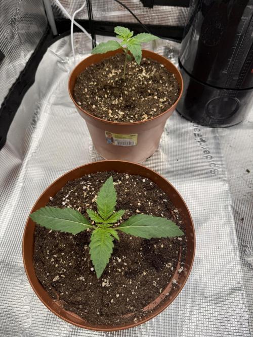 My first indoor grow. Week 1 - 4.3.2026 19:48
nutrients: bio-grow - 1ml/l
watering: 0.3l per pot