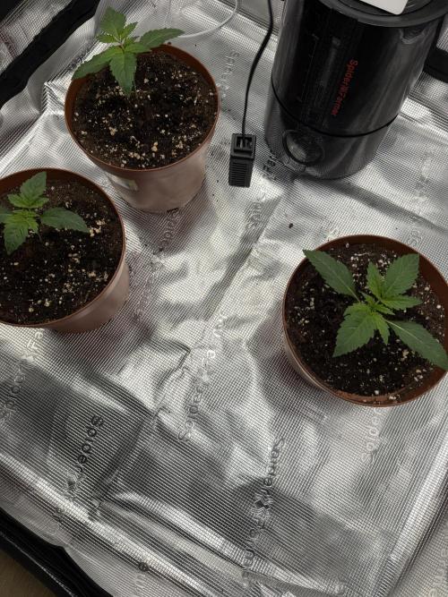 My first indoor grow. Week 1 - 5.3.2026 19:44