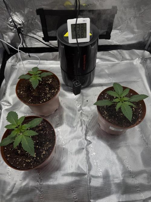 My first indoor grow. Week 1 - 6.3.2026 18:01