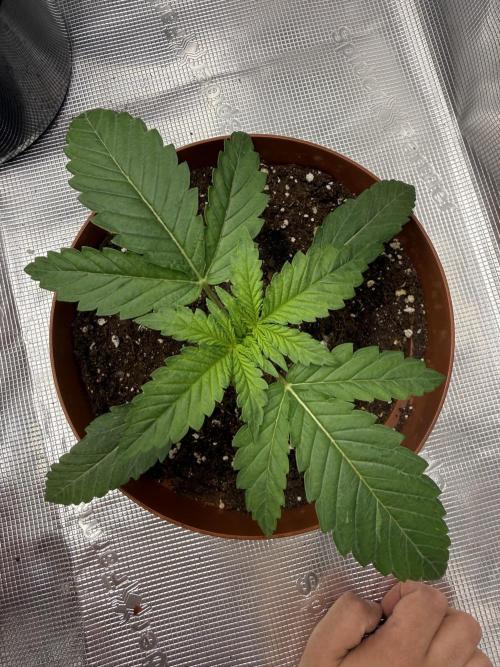 My first indoor grow. Week 1 - 7.3.2026 19:50 
nutrients: bio-grow - 1ml/l
watering: 0.4l per pot