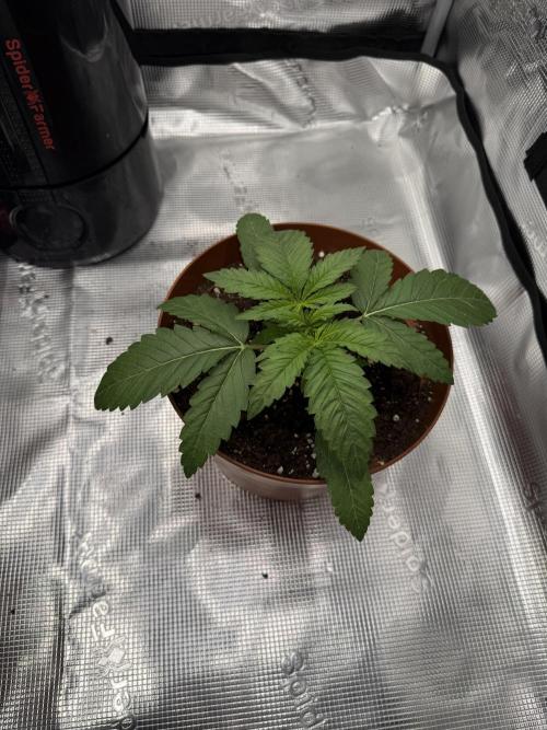 My first indoor grow. Week 1 - 8.3.2026 20:13