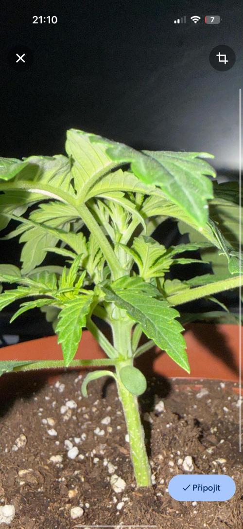 My first indoor grow. Week 2 - 9.3.2026 21:26
first topping above the 3rd