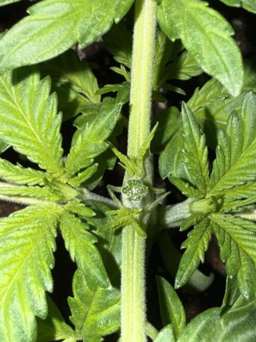 My first indoor grow. Week 2 - 9.3.2026 21:26
first topping above the 3rd