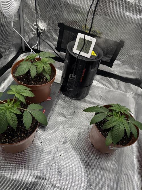My first indoor grow. Week 2 - 9.3.2026 21:26
first topping above the 3rd