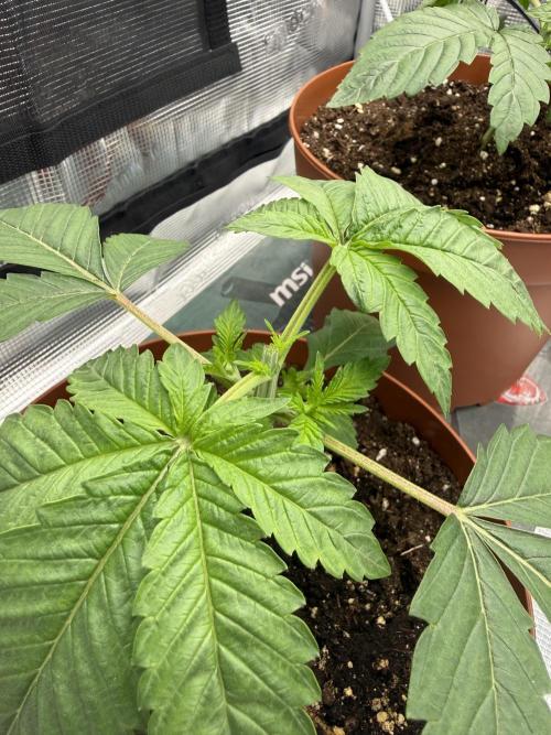 My first indoor grow. Week 2 - 9.3.2026 21:26
first topping above the 3rd