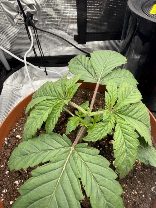 My first indoor grow. Week 2 - 9.3.2026 21:26
first topping above the 3rd