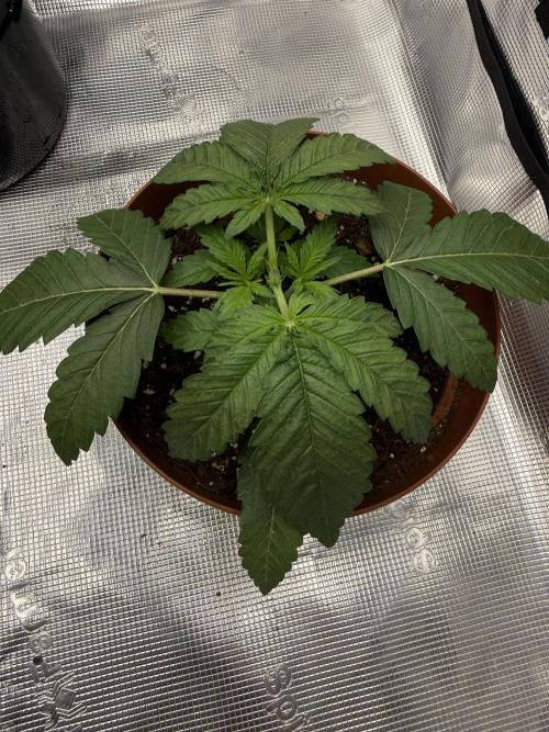 My first indoor grow. Week 2 - 9.3.2026 21:26
first topping above the 3rd