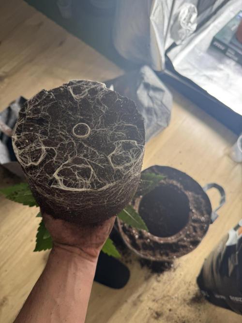 My first indoor grow. Week 2 - 13.3.2026 18:55
transplanted into 20l textile pots and watered with 1.8l of plai