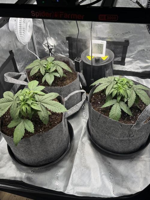 My first indoor grow. Week 2 - 13.3.2026 18:55
transplanted into 20l textile pots and watered with 1.8l of plai