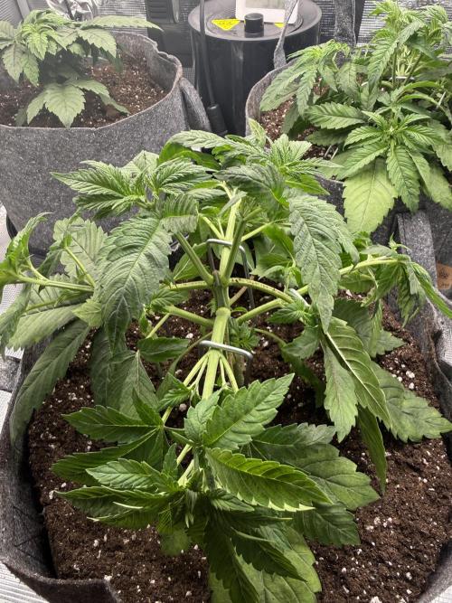 My first indoor grow. Week 3 - 16.3.2026 18:48
first time lst after topping and transplanting into 20l pots
