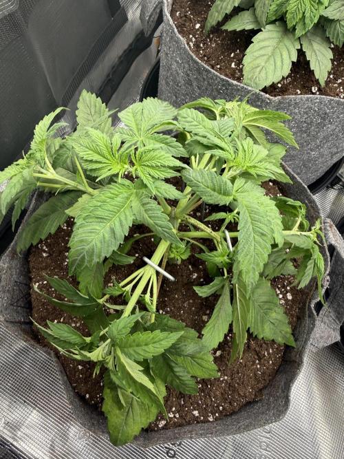 My first indoor grow. Week 3 - 16.3.2026 18:48
first time lst after topping and transplanting into 20l pots
