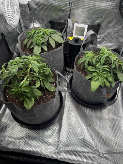 Sweet Cheese Fast Version. Week 3