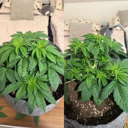 My first indoor grow. Week 3 - 21.3.2026 19:47 
first time defolation in veg 