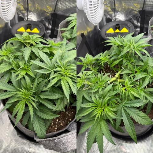 My first indoor grow. Week 3 - 21.3.2026 19:47 
first time defolation in veg 