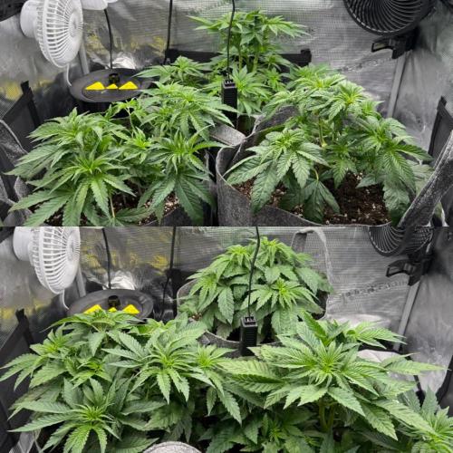 Sweet Cheese Fast Version. Week 3