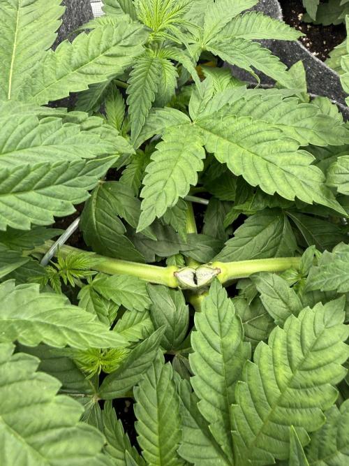 My first indoor grow. Week 3 - 19.3.2026 18:00
LST 🙏