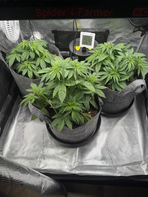 Sweet Cheese Fast Version. Week 4
