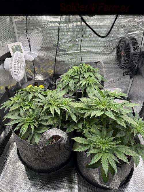 Sweet Cheese Fast Version. Week 4
