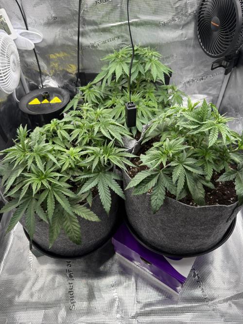 Sweet Cheese Fast Version. Week 4