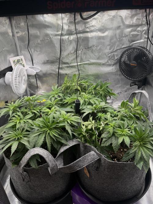 Sweet Cheese Fast Version. Week 4