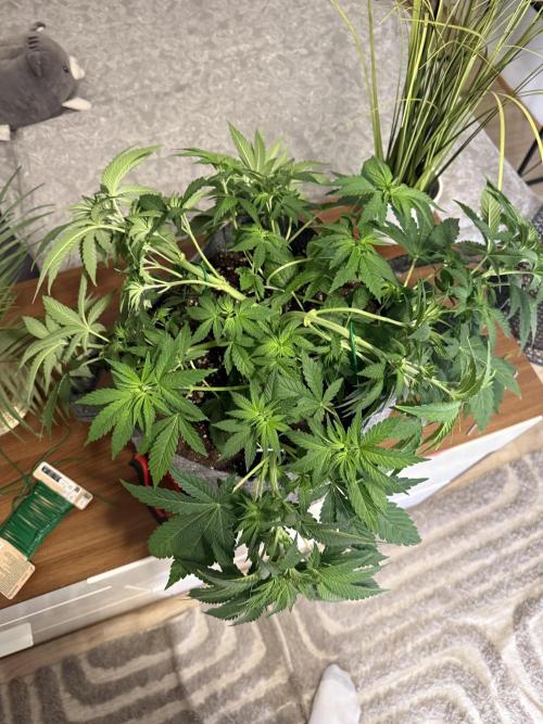 My first indoor grow. Week 4 - 24.3.2026 18:14