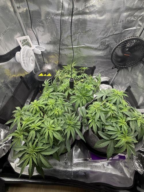 Sweet Cheese Fast Version. Week 4