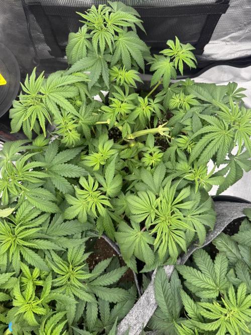 Sweet Cheese Fast Version. Week 4