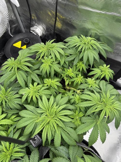 My first indoor grow. Week 4 - 26.3.2026 21:31