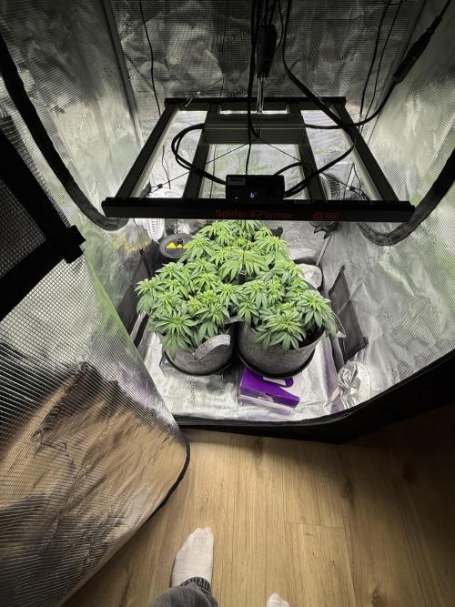 My first indoor grow. Week 4 - 26.3.2026 21:31