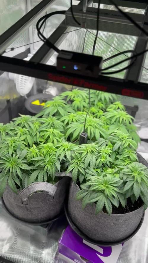 My first indoor grow