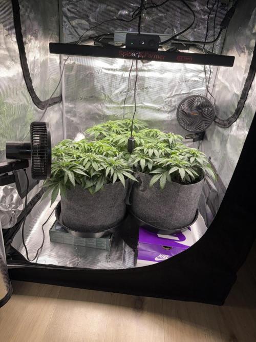 My first indoor grow. Week 5 - 27.3.2026
