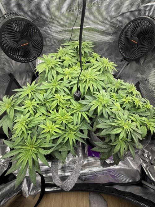 My first indoor grow. Week 5 - 28.3.2026