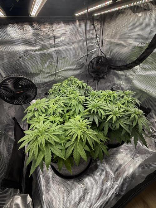 My first indoor grow. Week 5 - 29.3.2026