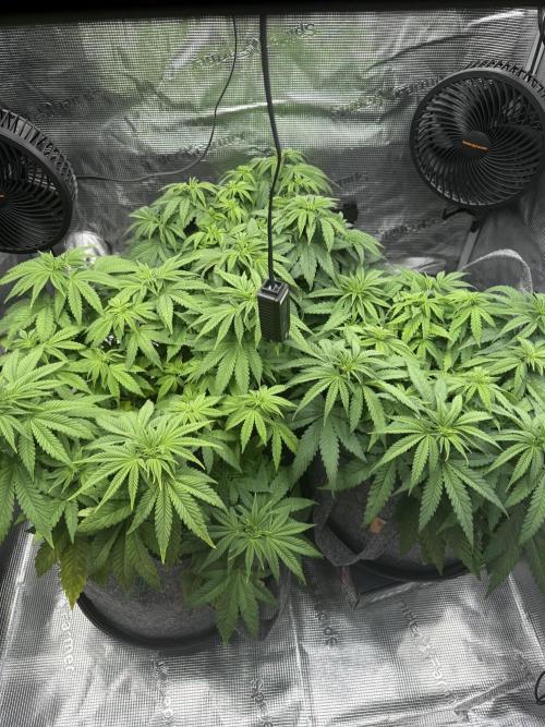 My first indoor grow. Week 5 - 30.3.2026