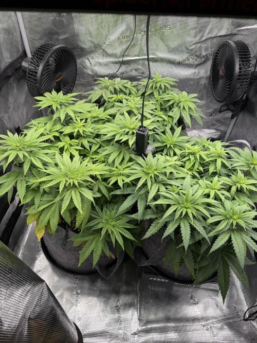 My first indoor grow. Week 5 - 31.3.2026