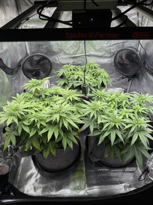 My first indoor grow. Week 5 - 1.4.2026